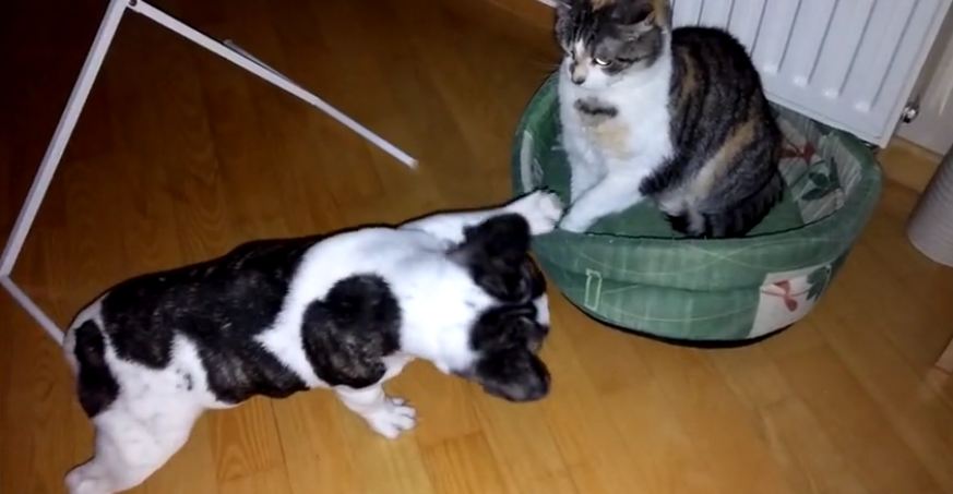 French bulldog battles bully cat for bed: Round 3!