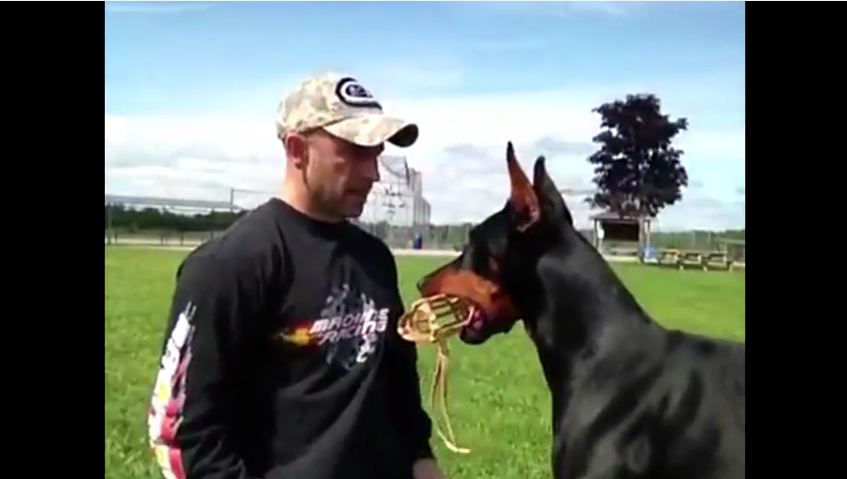 This Doberman Is Amazing Following Instruction But It’s The Last Two Commands You Will Really LOVE!