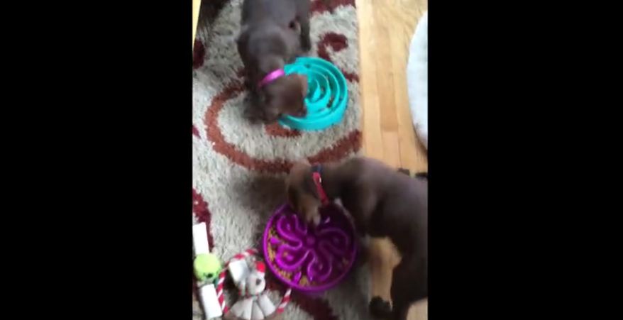 Puppies bump into each other while circling food bowls