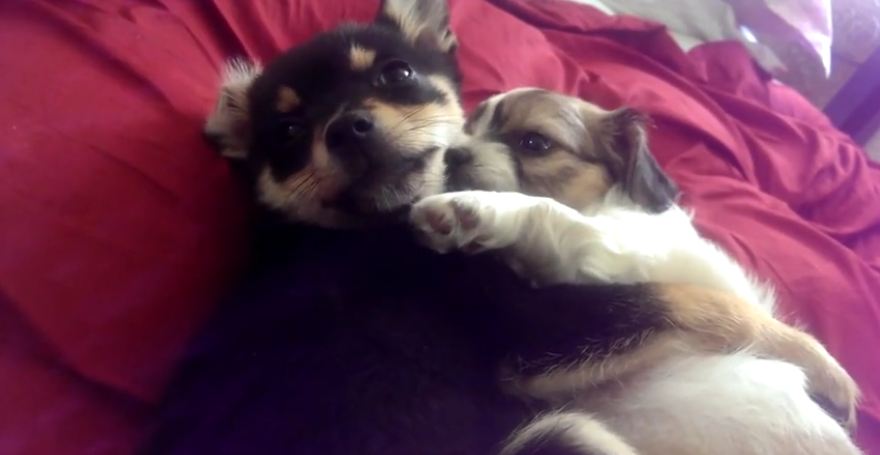 Cute puppies hugging each other