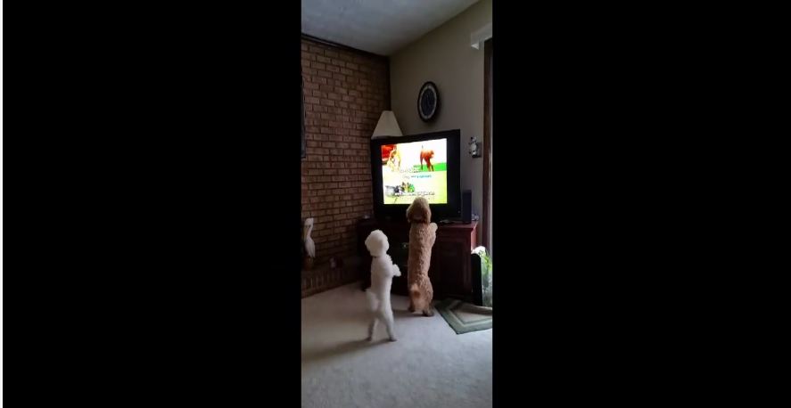 Puppies bark at other dogs on TV