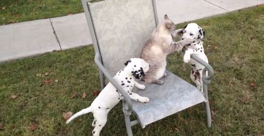 Puppies pick on extremely tolerant cat