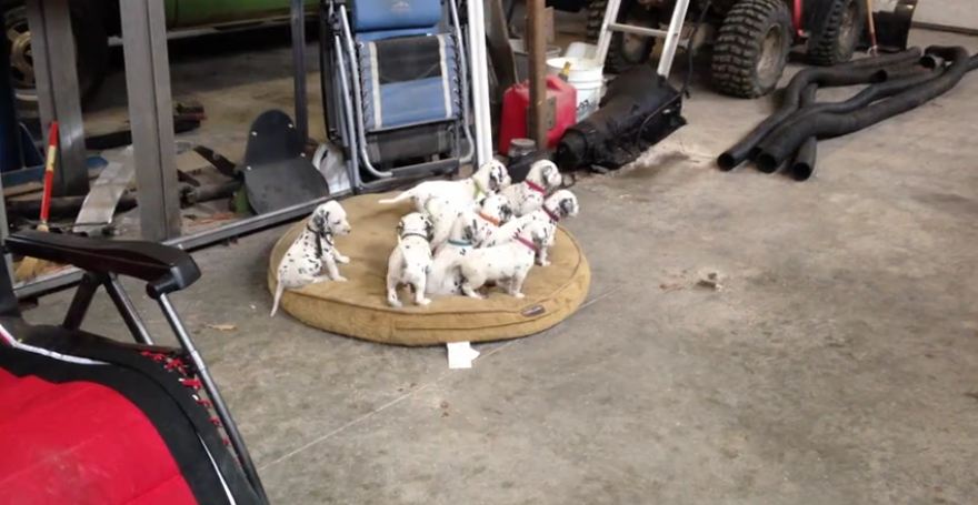 Attentive puppies watch mom and dad play