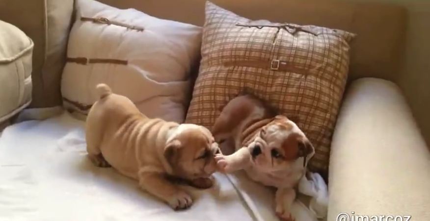 English Bulldog puppies adorably play together