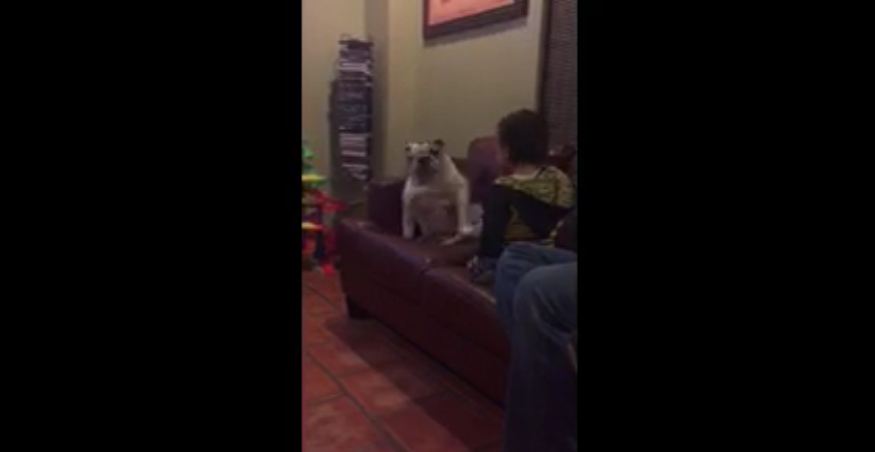 Toddler and English Bulldog dance together