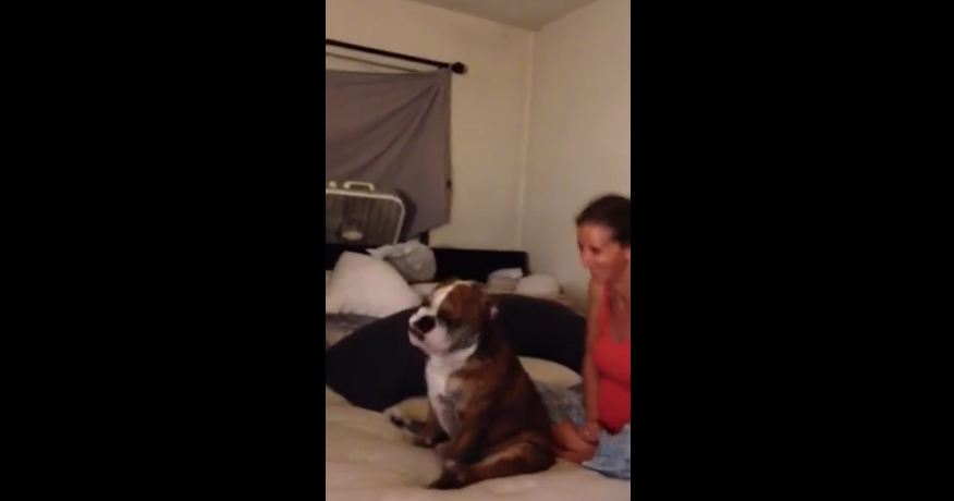 English bulldog dances with his owner
