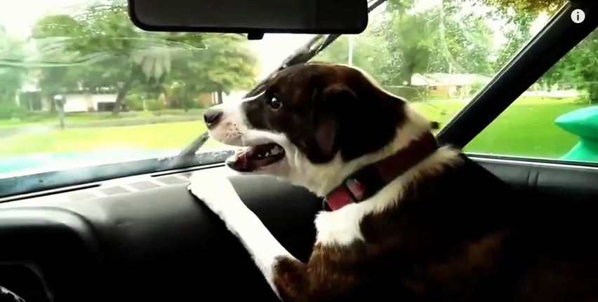 These Hilarious Dogs Know That Windshield Wipers Are Up To No Good