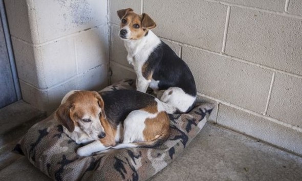 Shelter Makes Desperate Public Plea for Dog Beds