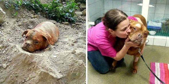 UPDATE: Dog Found Buried Alive Has Been Adopted