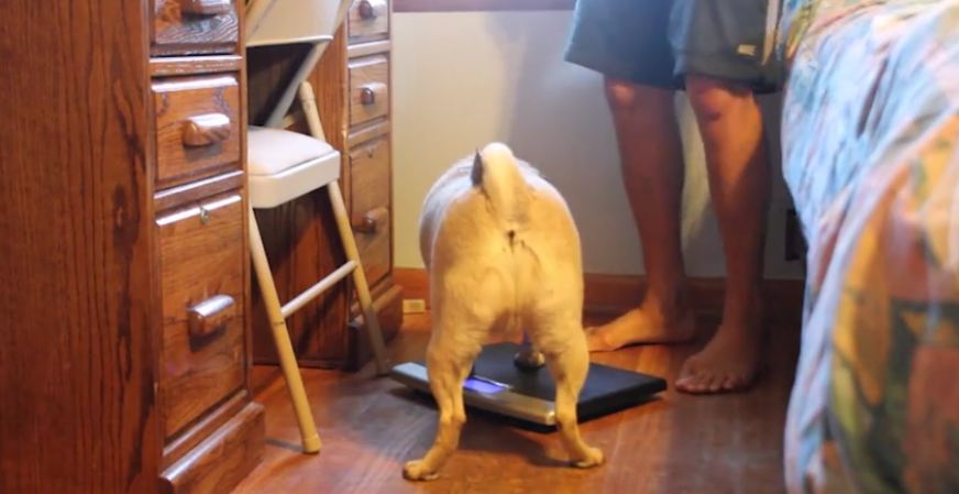 Fat Pug won’t let owner use scale