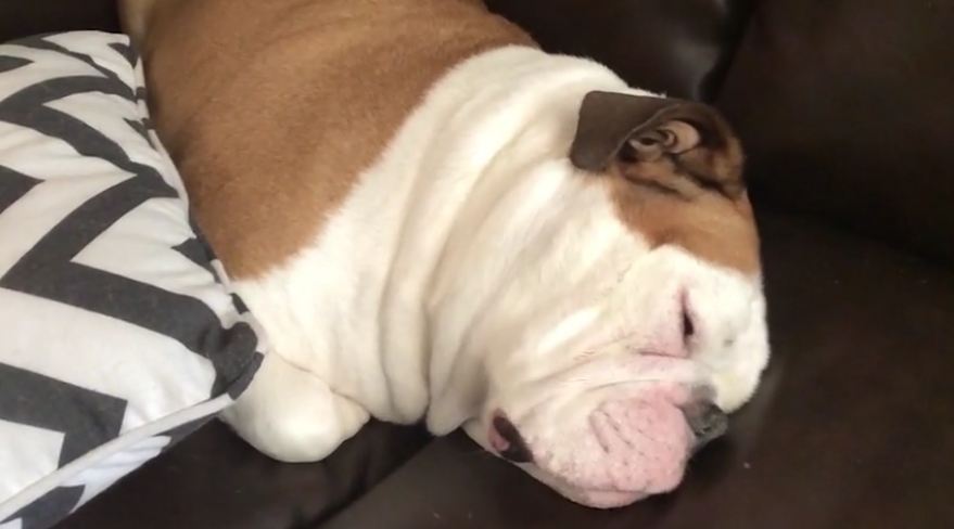Adorable Bulldog snores while sleeping