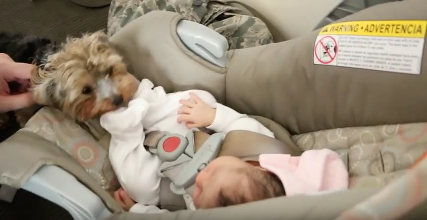 This Dog Meeting A Baby For The First Time Is Absolutely Too Cute For Words