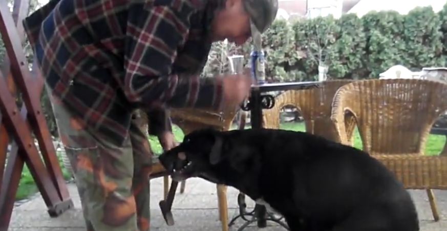 Helpful dog fetches tool for his owner