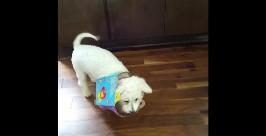 Pup gets caught in ‘Happy Meal’ box