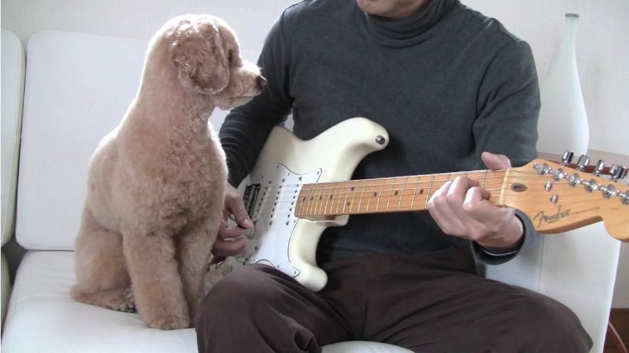 Guitar Playing Dog!