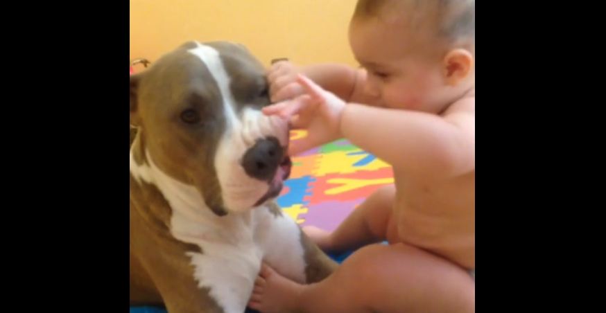 Adorable baby examines dog’s teeth