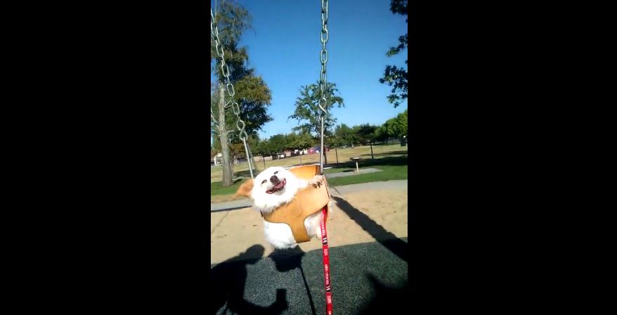 Rescued dog “swings” into the good life