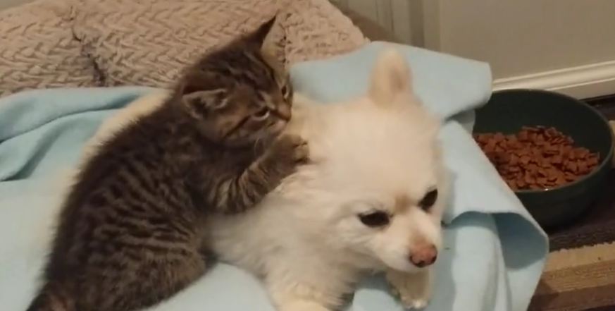 Rescued kitten loves Pomeranian dog