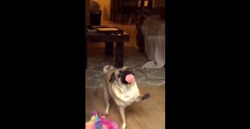 Pug discovers invisible force field