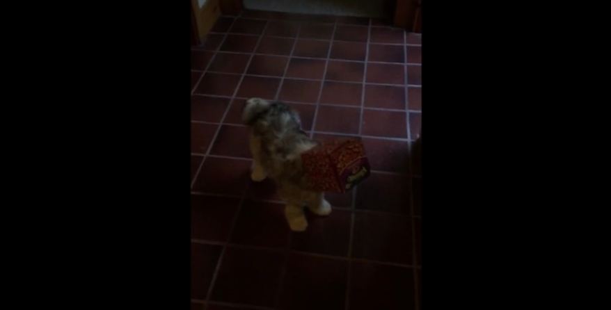 Puppy gets head stuck in tissue box