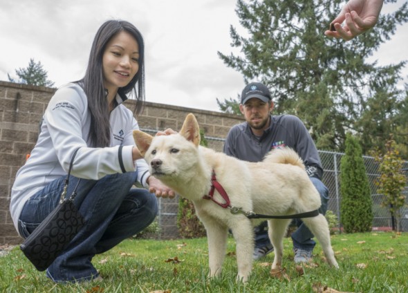 Canadian Couple Adopt a Dog Rescued from Korean Dog Meat Farm