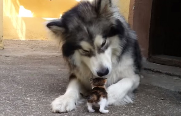 Dog Is Confused by the Newest Addition to the Family