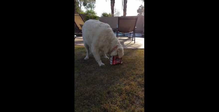 Silly puppy gets chip bag stuck on her head