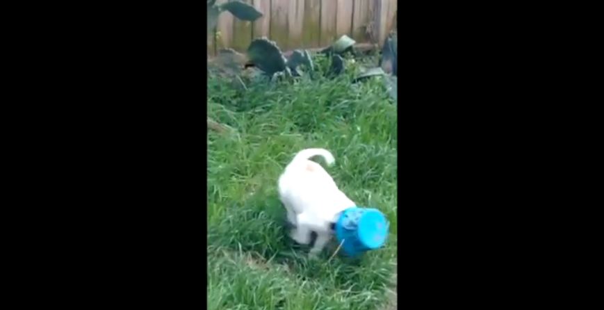 Bucket Gets Stuck on Adorable Puppy’s Head