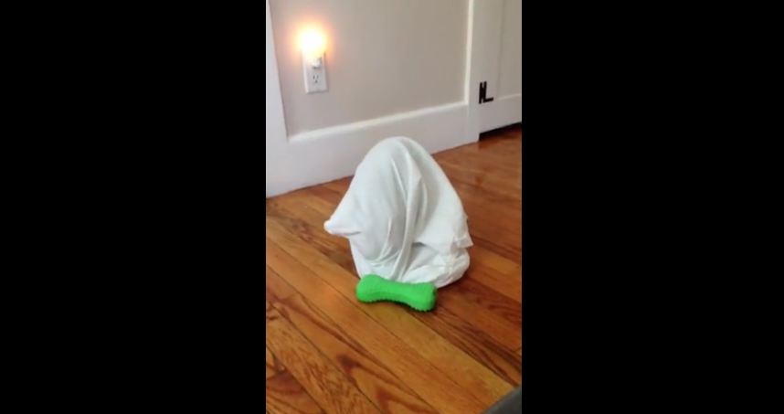 Puppy gets herself stuck inside pillow case