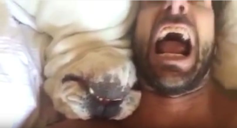 Grumpy Dog Makes Hilarious Sounds When Woken Up