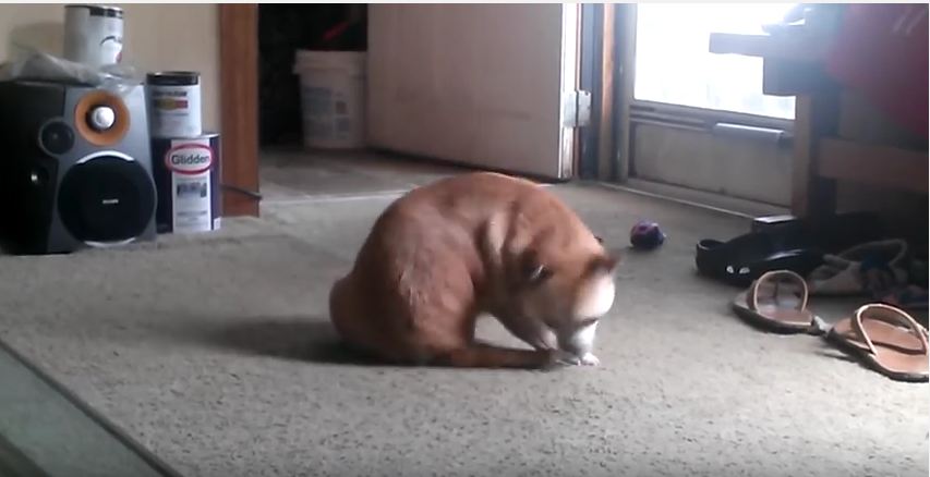 Dog Finally Catches Tail but Continues the Chase Anyways