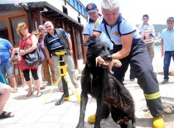 Stray Momma Dog Saves Puppies from Drowning