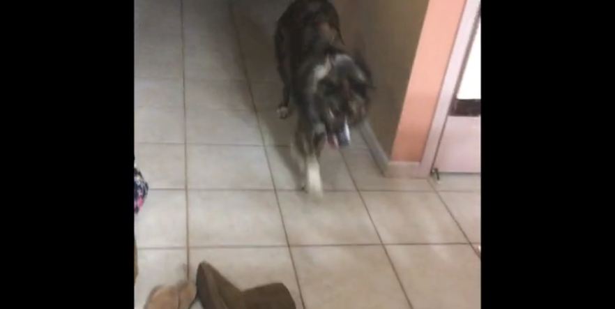 Dog chases laser pointer around kitchen