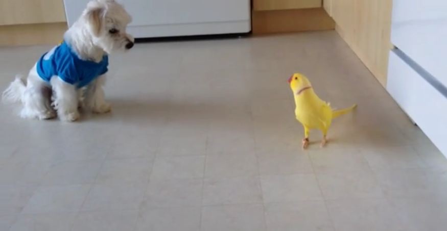 Curious Dog Follows Bird Around Kitchen
