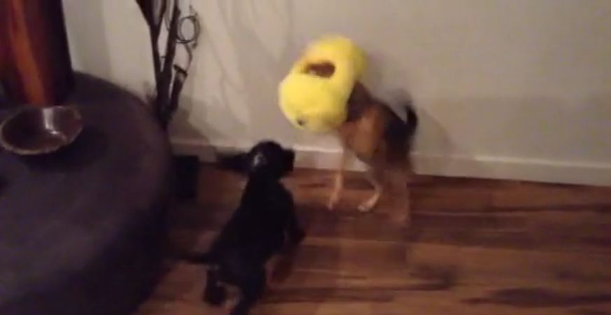 Confused dog runs around with head stuck in toy