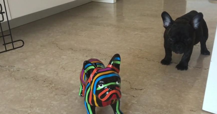 French Bulldog confused by “fake” dog