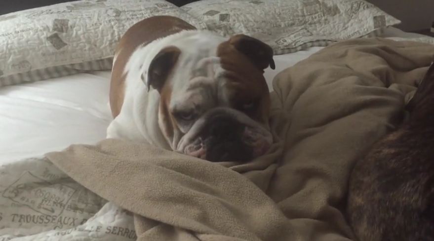 Lazy Bulldog only gets out of bed for one thing