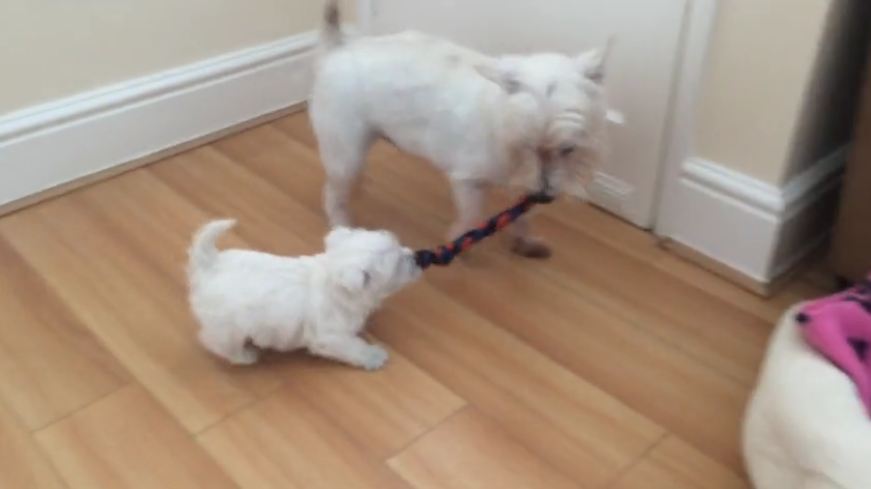 Ambitious puppy challenges bigger dog to tug-of-war
