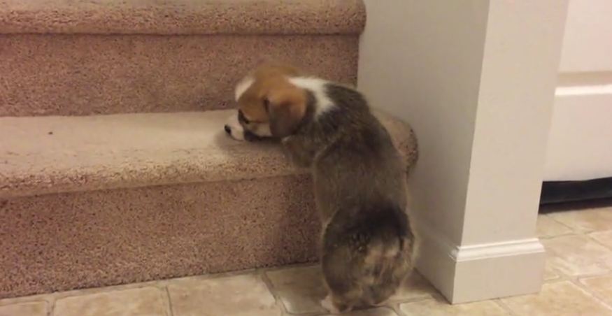 Corgi puppy adorably struggles to climb staircase