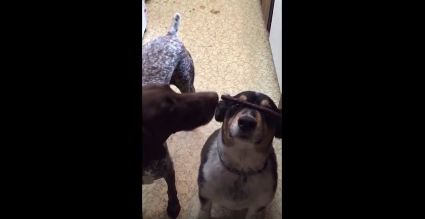 This Dog Decides He Has A Better Trick Than The One Planned