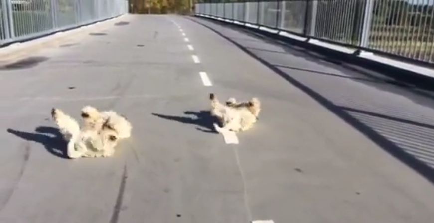 Why are these dogs rolling around on a bridge?