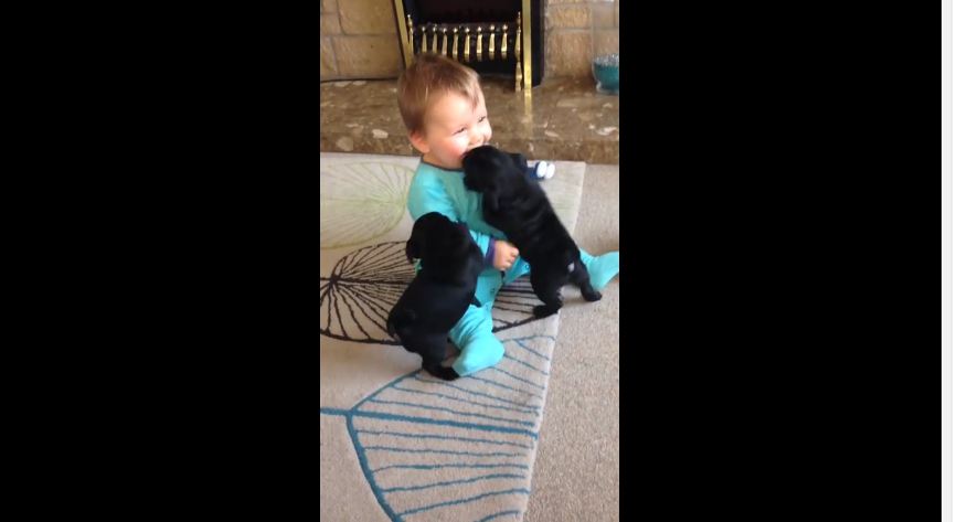 This Baby Playing With Two Pug Puppies Is SO Cute, It Actually Hurts