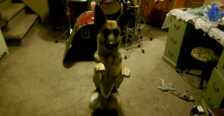 German Shepherd rocks out to drum solo