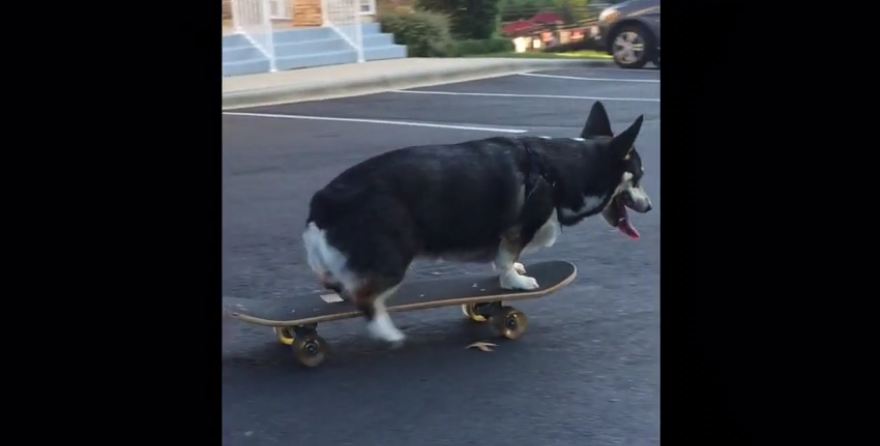 Skateboarding Corgi shows off mad skills