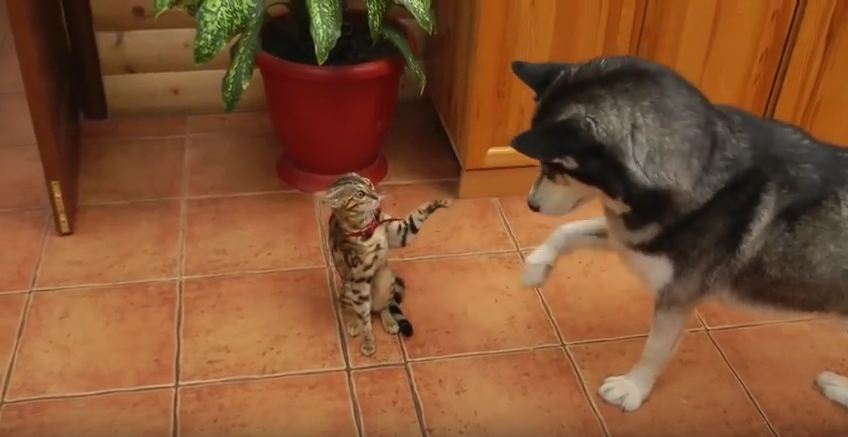 This Dog Really Wants To Play With This Cat…So Much That He Starts Mimicking Her