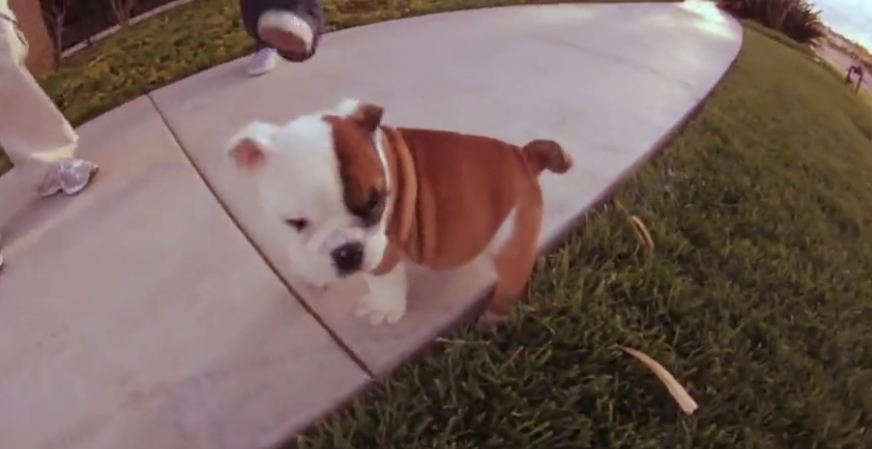 Walter the Bulldog puppy adorably attacks camera