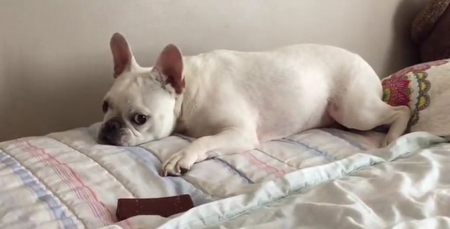 French Bulldog unsure what to do with large-sized treat