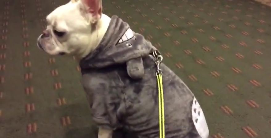 French Bulldog models ‘Totoro’ Halloween costume