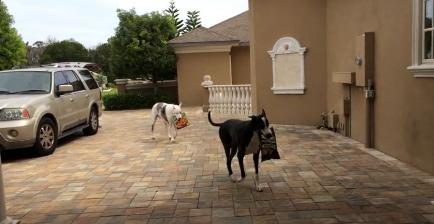 Great Danes help bring in the groceries