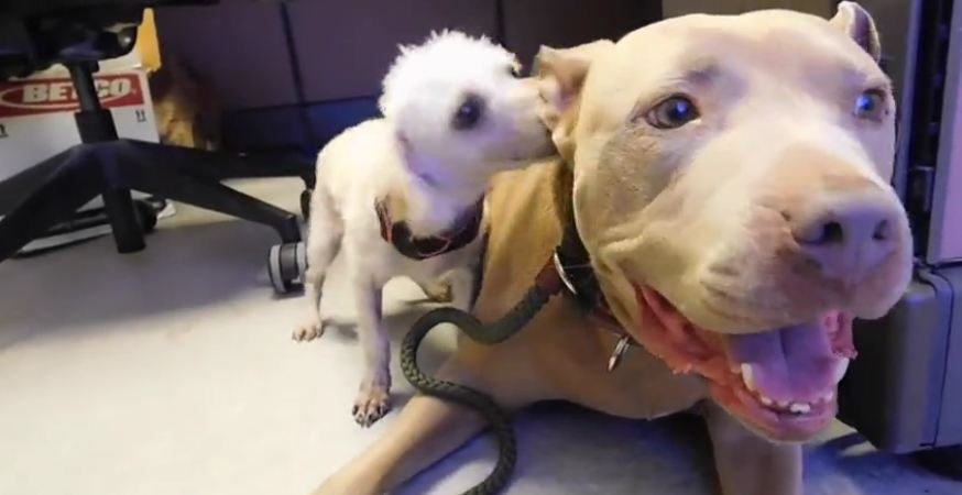 Death Row poodle makes first friend since rescue